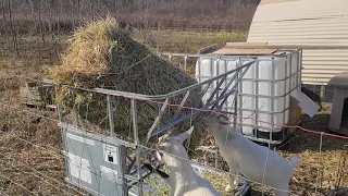 DIY No Waste Hay Feeder