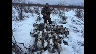 ОХОТА НА ГУСЯ Часть 2. Весенняя охота. Goose Hunting