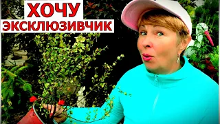 Купила Эксклюзивные растения- такое вы не у всех увидите! Обзор прежних покупок