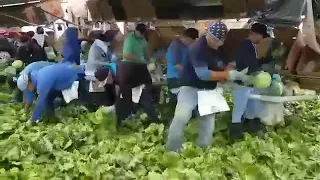 corte de lechuga pura gente trabajadora