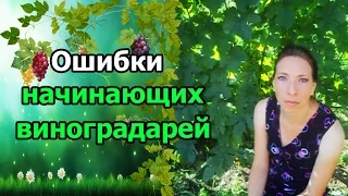 🍇#Виноград. Ошибки начинающих виноградарей.