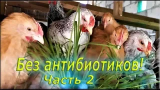 Выращивание цыплят БЕЗ АНТИБИОТИКОВ! От 10 до 120 дней!