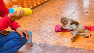 Adorable MOKA Waiting Food For Feeding