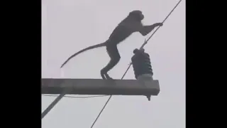monkey zap