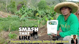 Planting corn in Slope area, upland farming, Pagtanim sa Kaingin