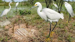 Bird Trap Technology - Awesome Quick Survival Snare Egret Bird Trap Work 100%