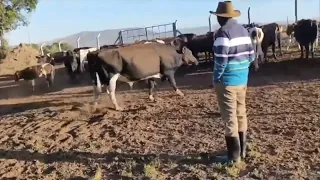 President Ruto checking on his cows at his farm in Kilgoris, Narok