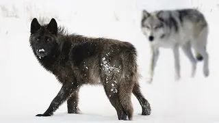 WOLVES OF YELLOWSTONE