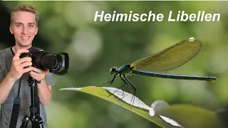 Libellen und ihre Lebensweise