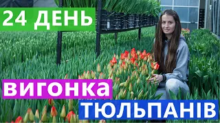 24 ДЕНЬ 📆 ВИГОНКА ТЮЛЬПАНІВ 🌹 В ТЕПЛИЦІ ➕ 5 ЦІКАВИХ ФАКТІВ ПРО ТЮЛЬПАНИ