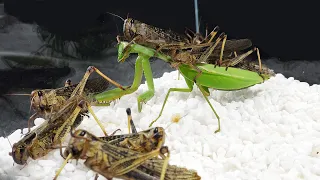 Praying mantis vs a group of hungry locusts，The ending is unexpected!