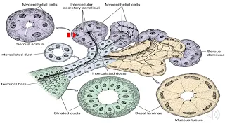 Digestive System 1 - Histology of the Oral Cavity 1 of 2