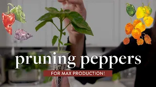 How to Prune Peppers for Maximum Yield (growing indoors in aerogarden!)