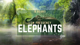 Elephant Rumble Sound | Communicating Low Frequency with other Jungle noises |  8 hours