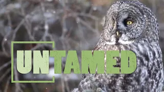 Owls; Nature's Amazing Nocturnal Predators