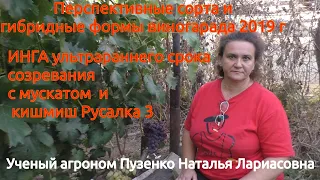 Виноград с мускатом, ультраранний "Инга"и кишмиш Русалка 3 (Пузенко Наталья Лариасовна)