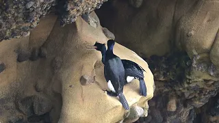 Pelagic Cormorant necking & tender caresses courtship on the rugged cliffside - StoneWater Wildlife