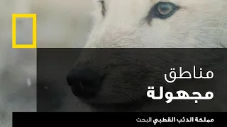 مملكة الذئب القطبي: البحث | ناشونال جيوغرافيك أبوظبي
