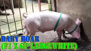 Baby boar (F1 x GP Largewhite Breed)