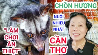 Độc lạ Miền Tây mô hình nuôi Chồn Hương lớn nhất ở Cần Thơ, làm chơi ai ngờ ăn thiệt | Mink Farming