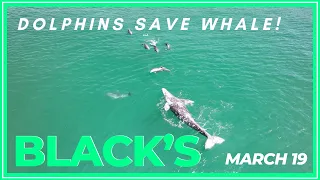 4k !WHALE Saved By Dolphins at Blacks 3-19-24