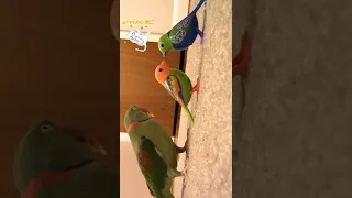 parrot getting angry on robot birds #parrot_funny_video #parrot #bird #aroundme #shorts