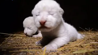 Rare white lion cubs born in Crimea safari park