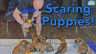 Scaring Puppies!