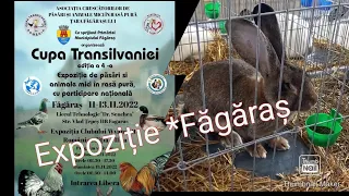 Expoziție Iepuri si animale mici de rasă..Făgaraș**Grupa Transilvania*👍🙋‍♂️🐇