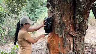 Tudo sobre capturar abelhas sem ferrão até mesmo na cidade