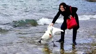 Ради селфи-фото девушка вытащила из озера лебедя. То что произошло дальше просто немыслимо