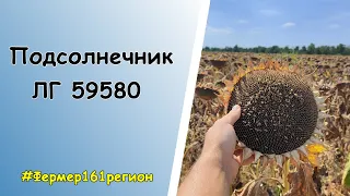 Осмотр поля 🌻Подсолнечник ЛГ 59580🌻