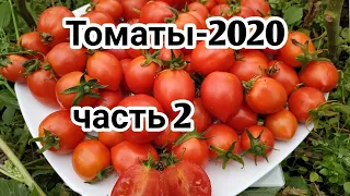 Томаты -2020 🍅.МОЙ ВЫБОР.Новые сорта от коллекционера.ч 2