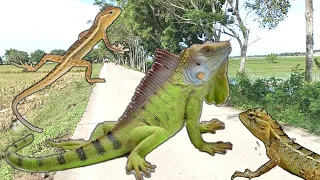 BERBURU DI SAWAH DAPAT IGUANA JUMBO, LONDOK DAN DINOSAURUS MAINAN❗❗❗