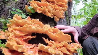 Revisiting a Chicken of The Woods Mushroom Tree, 2/24/24, Thumbnail is what it looks like when Ripe