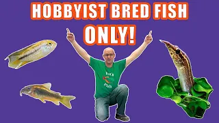 Our LATEST and GREATEST HOBBYIST BRED fish!