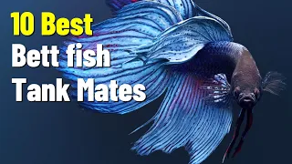 Best Betta Fish Tank Mates For Community Aquarium