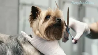 Cute puppy video Compilation 42 | Animalia shots | puppy shots | puppy hair cutting  nails cutting