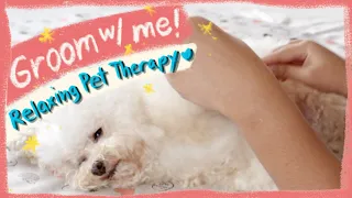 CUTE CHILL DOG BEING GROOMED| How to Groom a Toy Poodle- Pet Therapy ASMR | The Poodle Mom