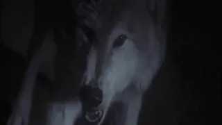 Lassie (1994) Lassie Vs Wolf