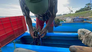 Sri Lankan 🇱🇰shrimp 🦐🦐fishcathing video