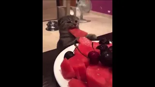 Funny kitten steals watermelon ♡ Забавный котёнок ворует арбуз