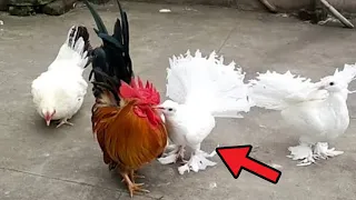تهجين الحمام مع الدجاج (الفراخ) Hybrid pigeons with chickens