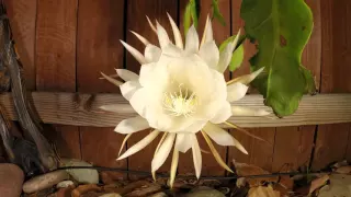 Queen of the Night (Epiphyllum oxypetalum) bloom time lapse