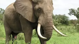 Elephant Sound Effects 360p