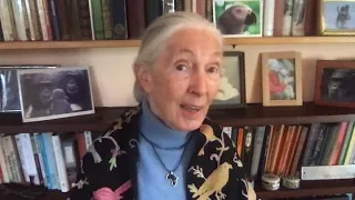 April 3 - Dr. Goodall Shares her Birthday Gratitude