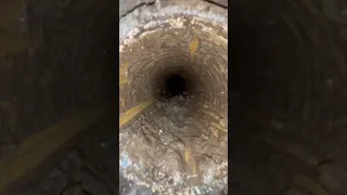 Nasty Vent Clean 🌊🐸(Satisfying) #dryerventcleaning #oddlysatisfying #cleaning #satisfying #laundry