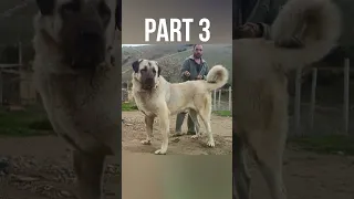 Turkish Kangal Biggest Dog Part 03 #shorts