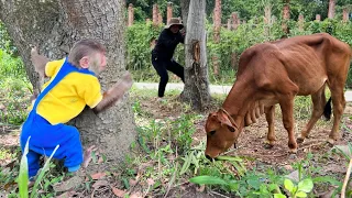 Cutis Farmer Harvest Grass And Rescues Cows From The Thief! Best Moments Funny