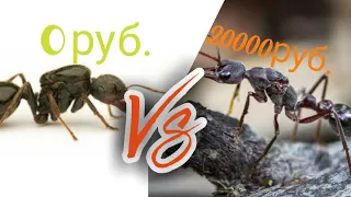 МУРАВЬИ ЗА 0 РУБЛЕЙ VS МУРАВЬИ ЗА 20000 РУБЛЕЙ